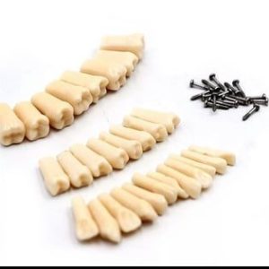 Fuji Plus 32 Lik Fantom Çene Yedek Tekli Diş